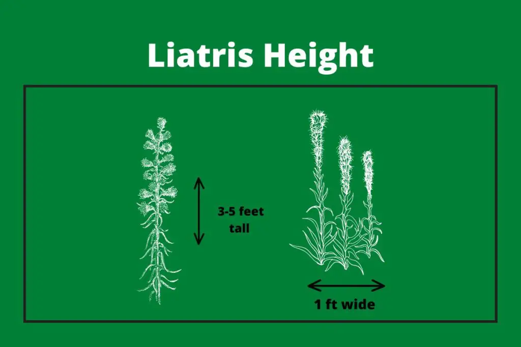 Liatris-Height