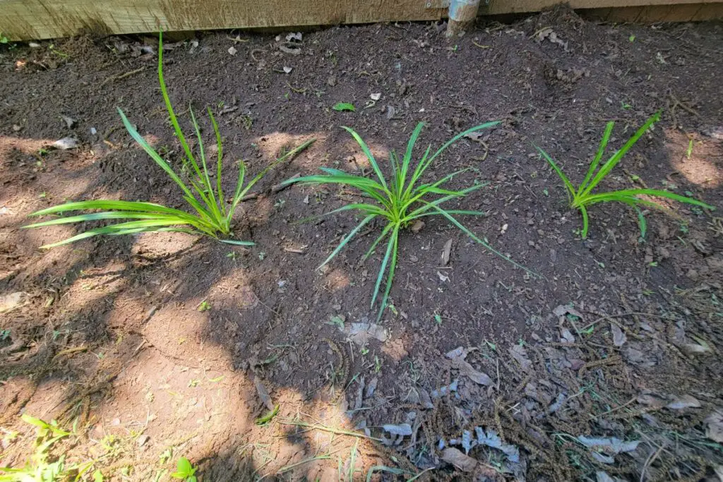 plants-to-grow-with-liatris