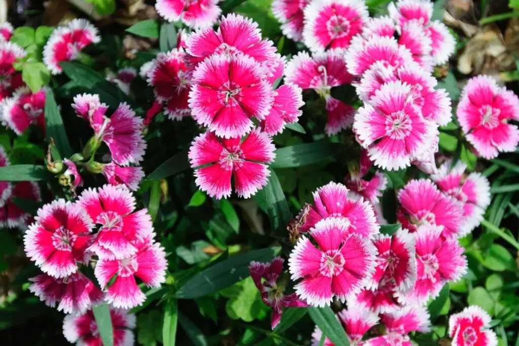 examples-of-dianthus