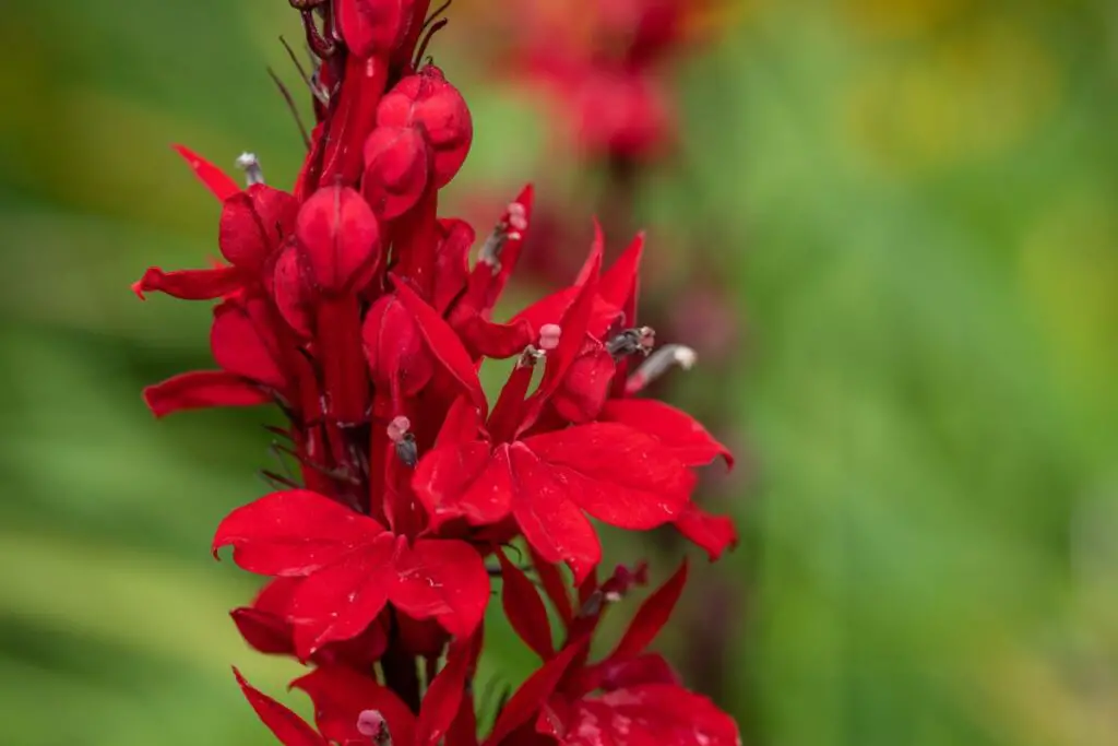hardy-cardinal-flower