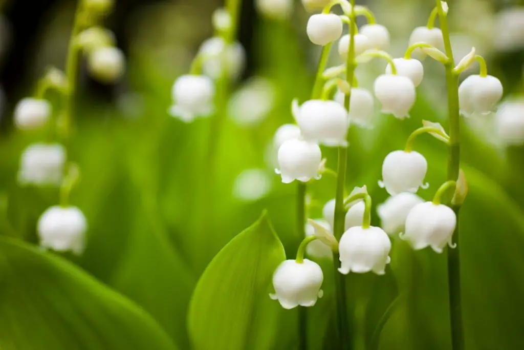 is-lily-of-the-valley-hardy