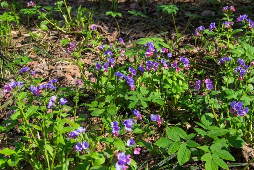 ground-cover-hardy-perennials-lungwort