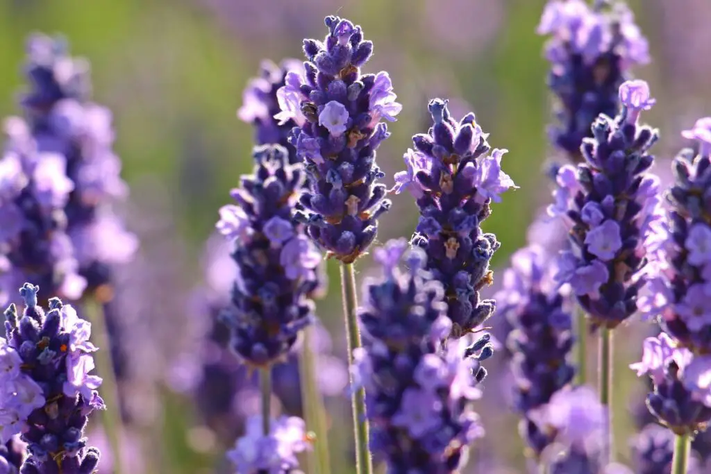 example of lavender