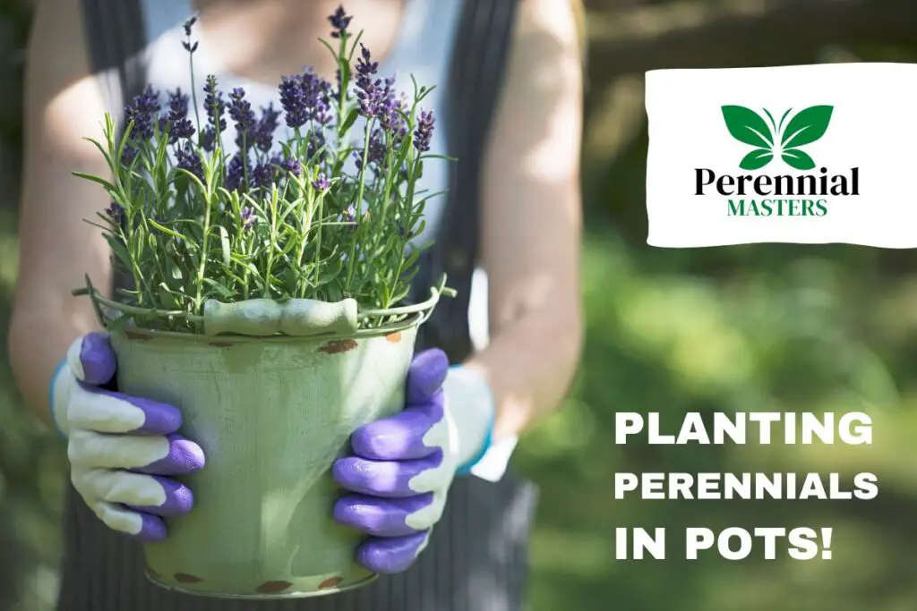 planting-perennials-in-pots
