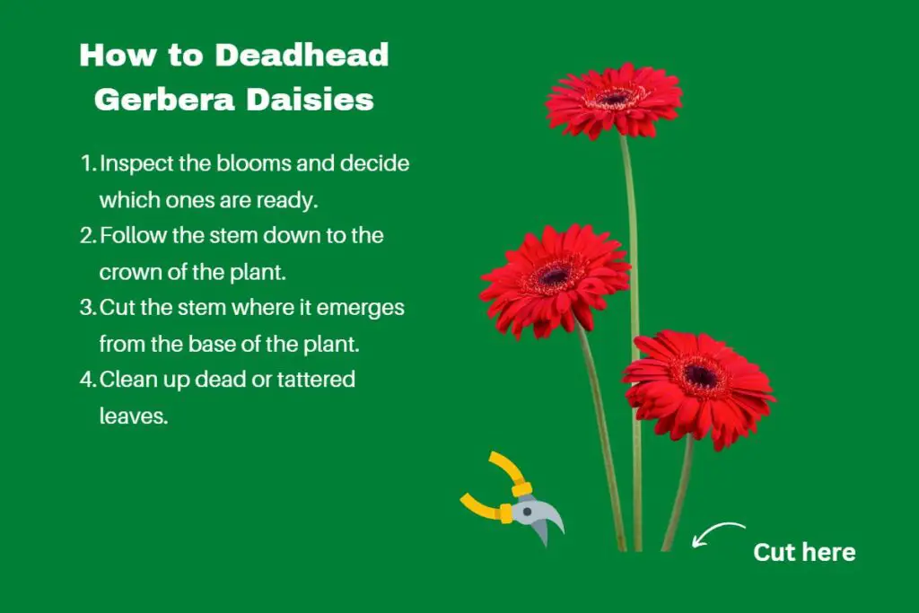 deadheading-gerbera-daisies-how-to