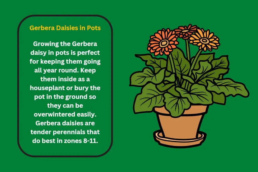 gerbera-in-containers