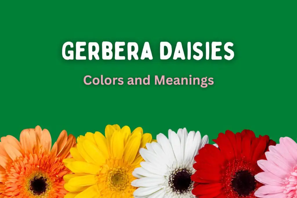 gerbera-daisies-symbolism
