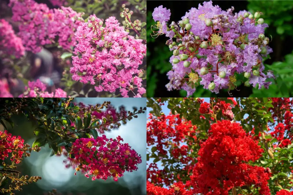 Different types of crepe myrtles