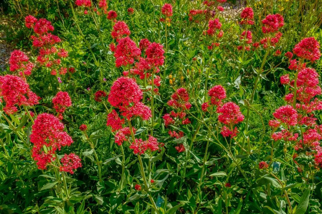 red perennial flowers