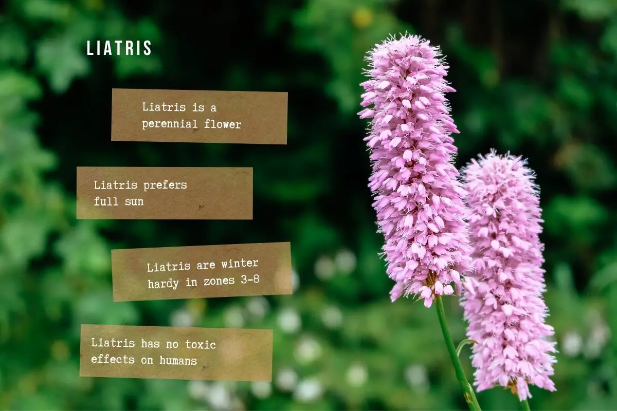 Liatris Spicata The Ultimate Guide Perennial Masters