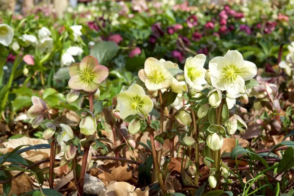 Do Hellebores Spread? Ultimate Answer Perennial Masters
