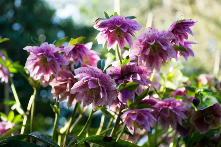 Hellebore Sun or Shade The Ultimate Guide Perennial Masters