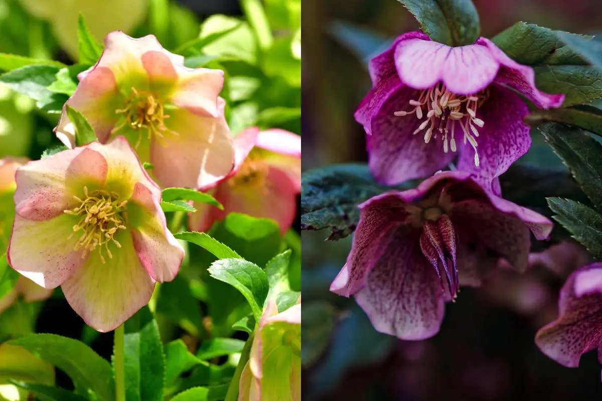 Hellebore Sun or Shade The Ultimate Guide Perennial Masters