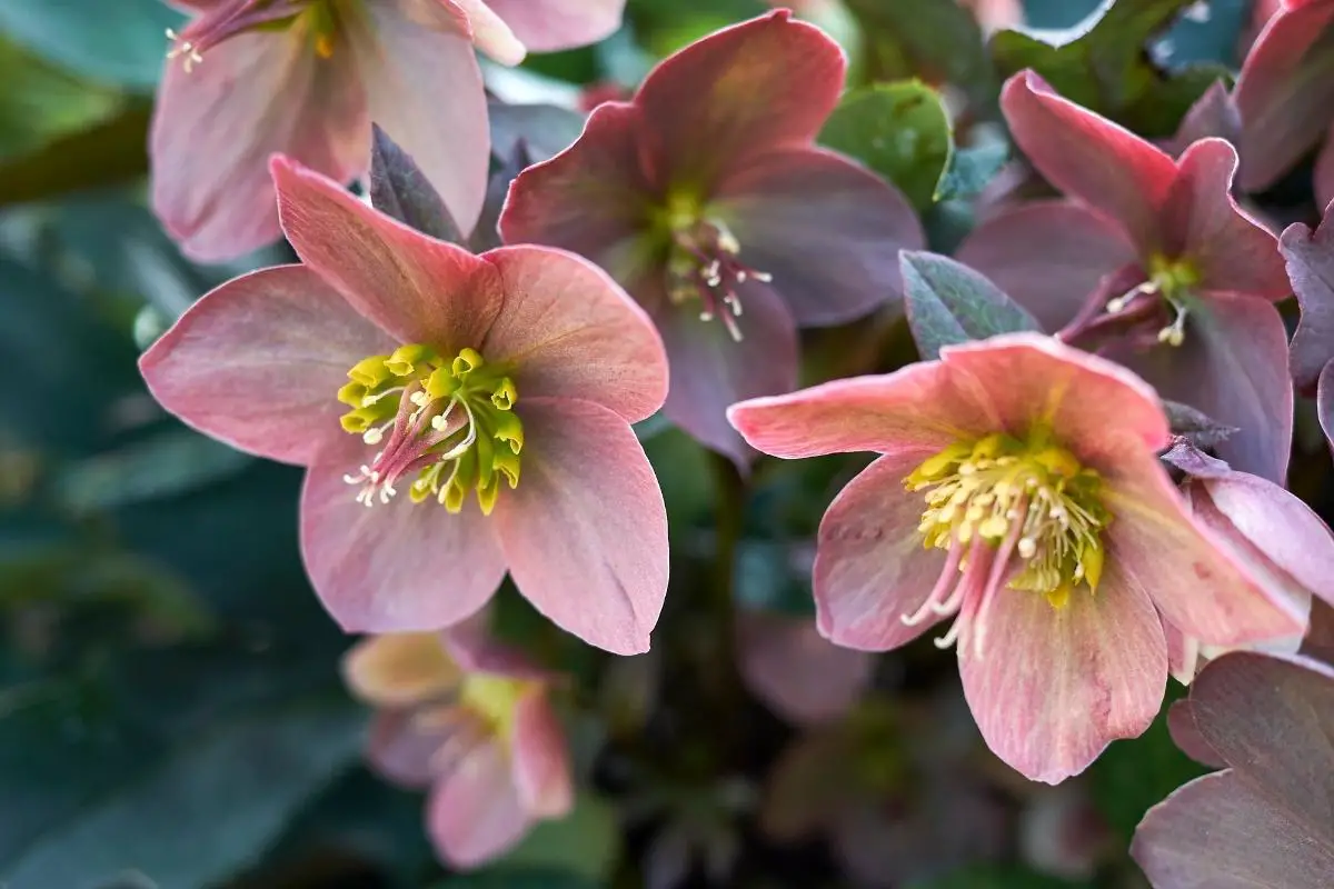 Hellebore Varieties | Types of Hellebore