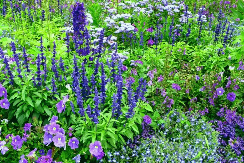 Types of Blue Flowers Perennial Masters