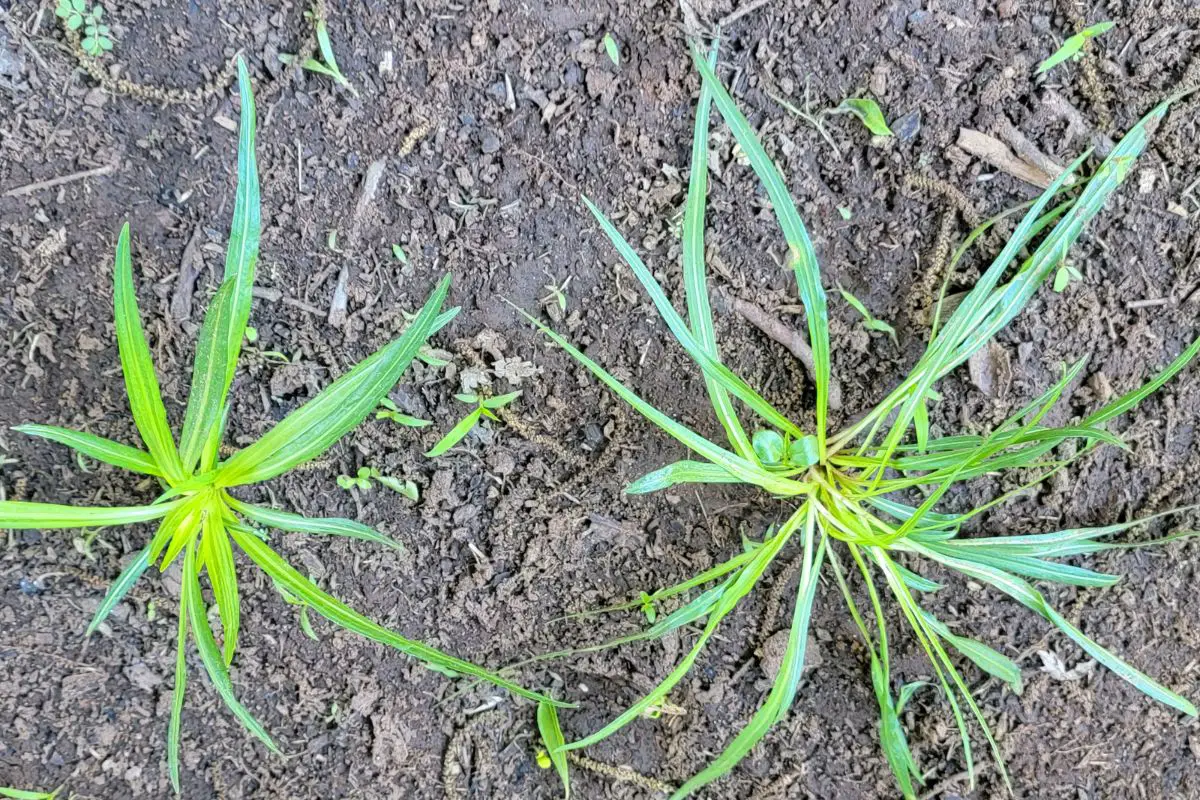 Liatris Bloom Time Perennial Masters