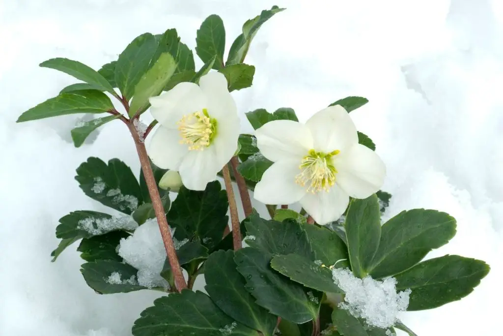 Hellebores in Winter Perennial Masters