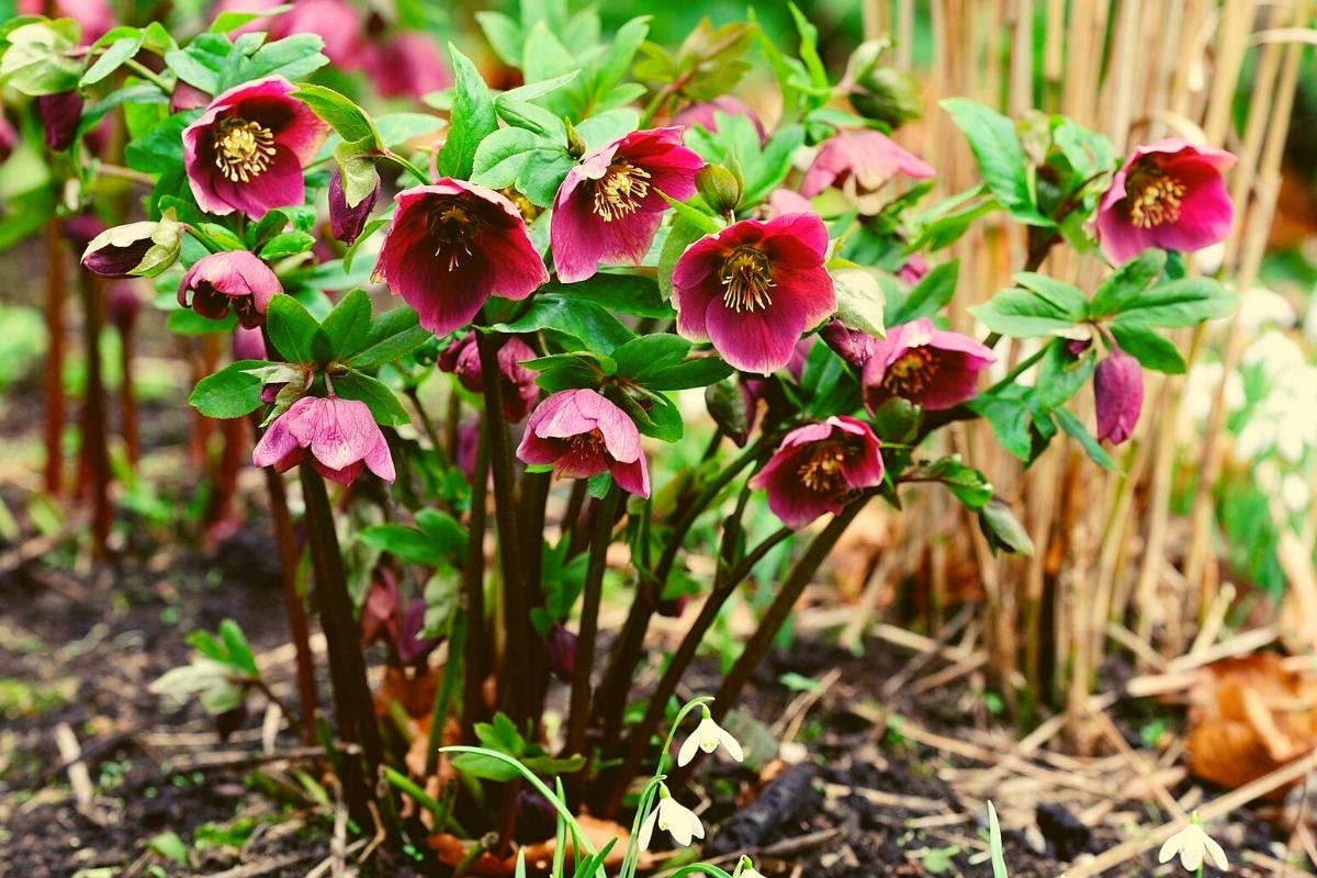 hellebores-where-to-plant