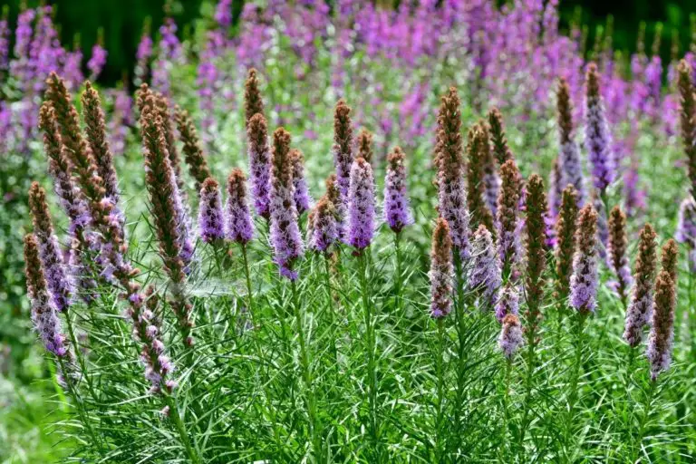 Liatris From Seeds The Ultimate Guide Perennial Masters