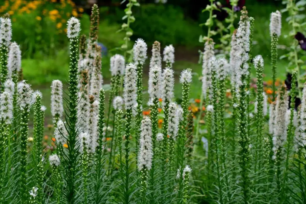 What Does White Flower In Dream Mean