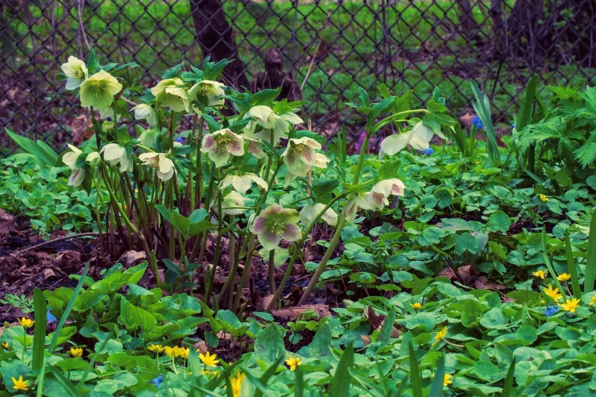 Image of Hellebore companion plants hostas