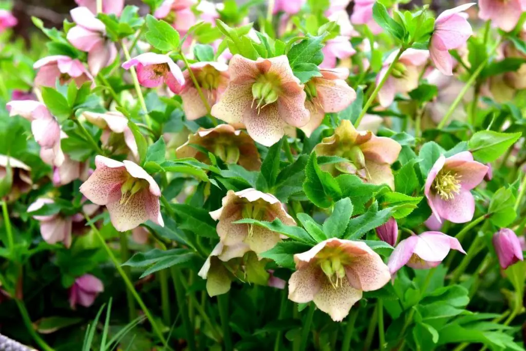 What To Do With Hellebores In Summer? Perennial Masters
