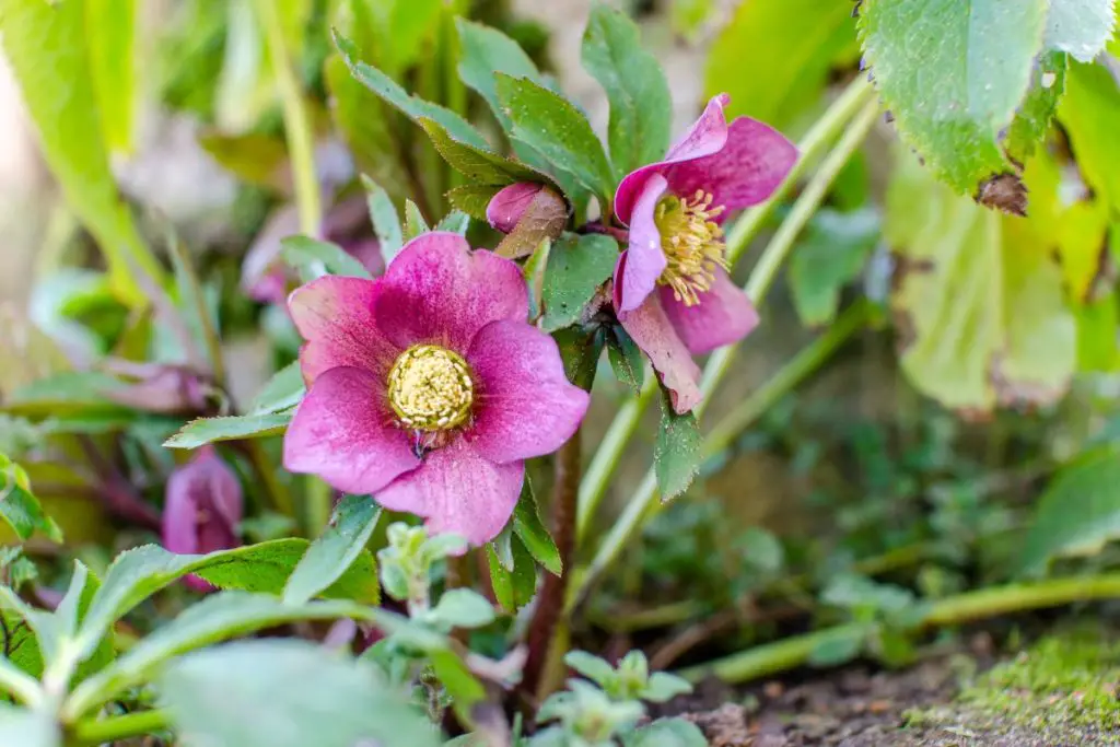When to Plant Hellebores (With Examples) Perennial Masters