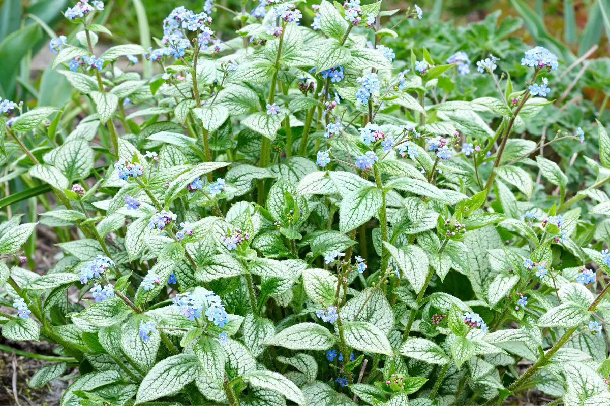 Brunnera Care Perennial Masters