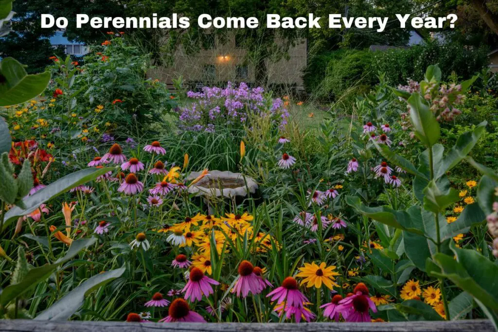 Do Perennials Come Back Every Year (w. Examples)