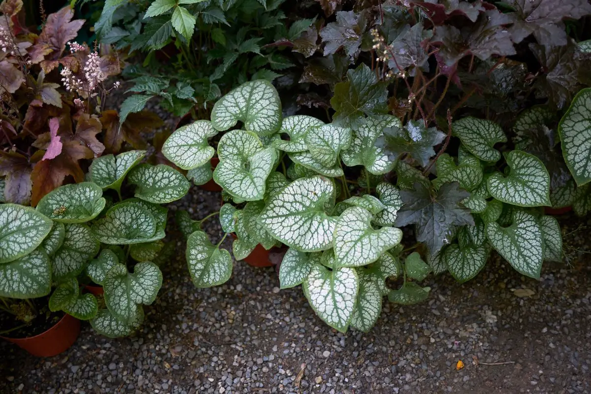 Do Perennials Come Back Every Year (w. Examples)