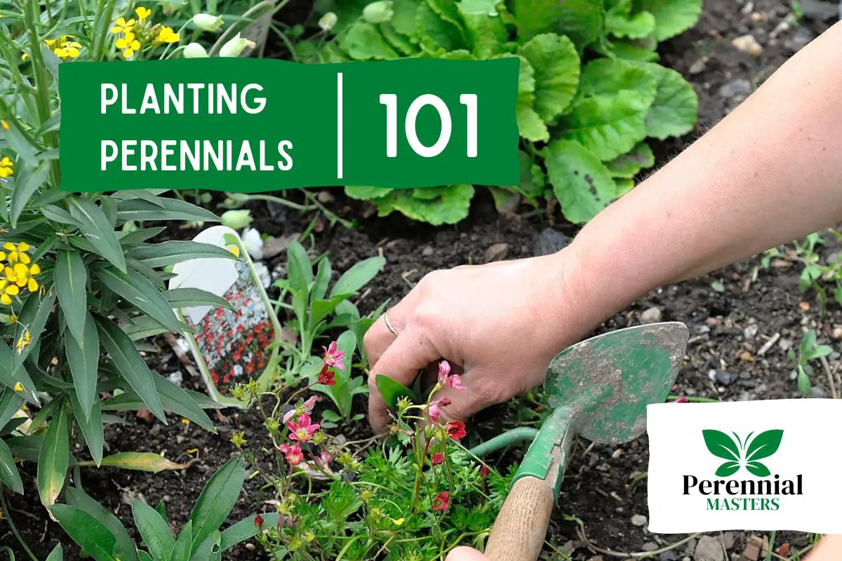 perennial-planting