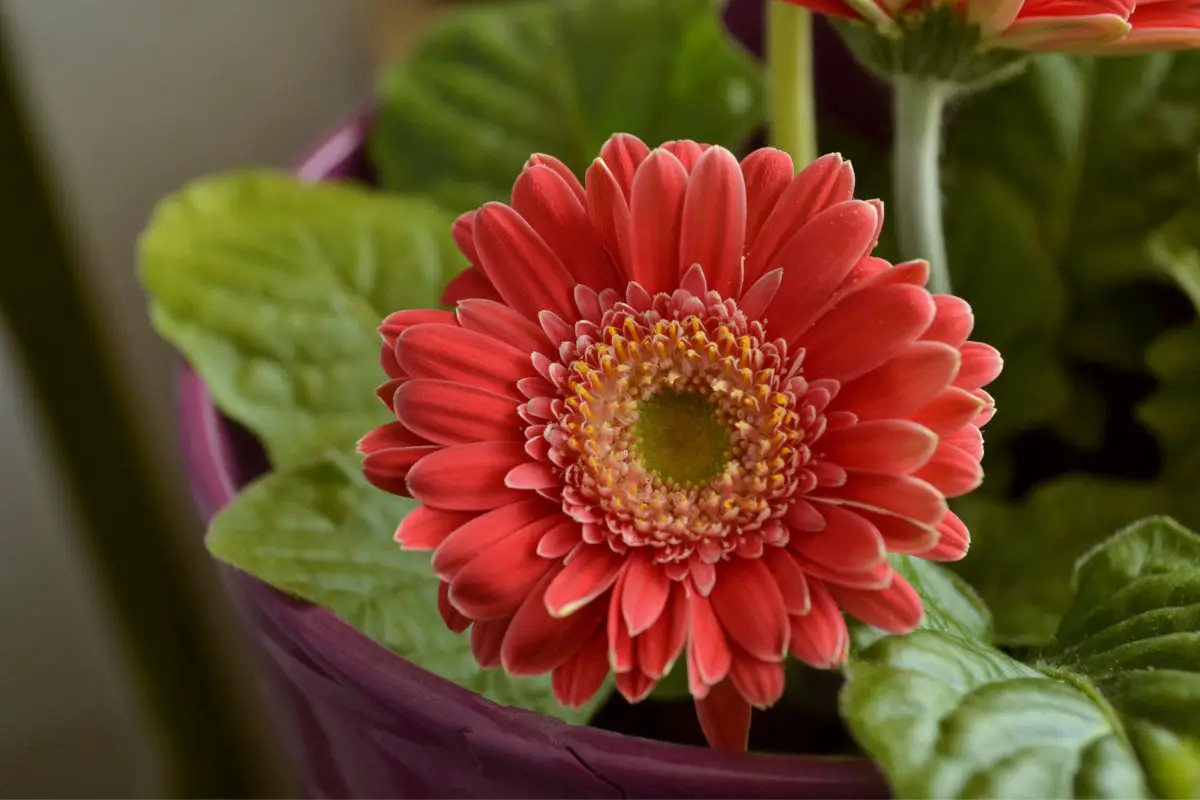 Gerbera Daisy Sun or Shade The Perfect Spot Perennial Masters