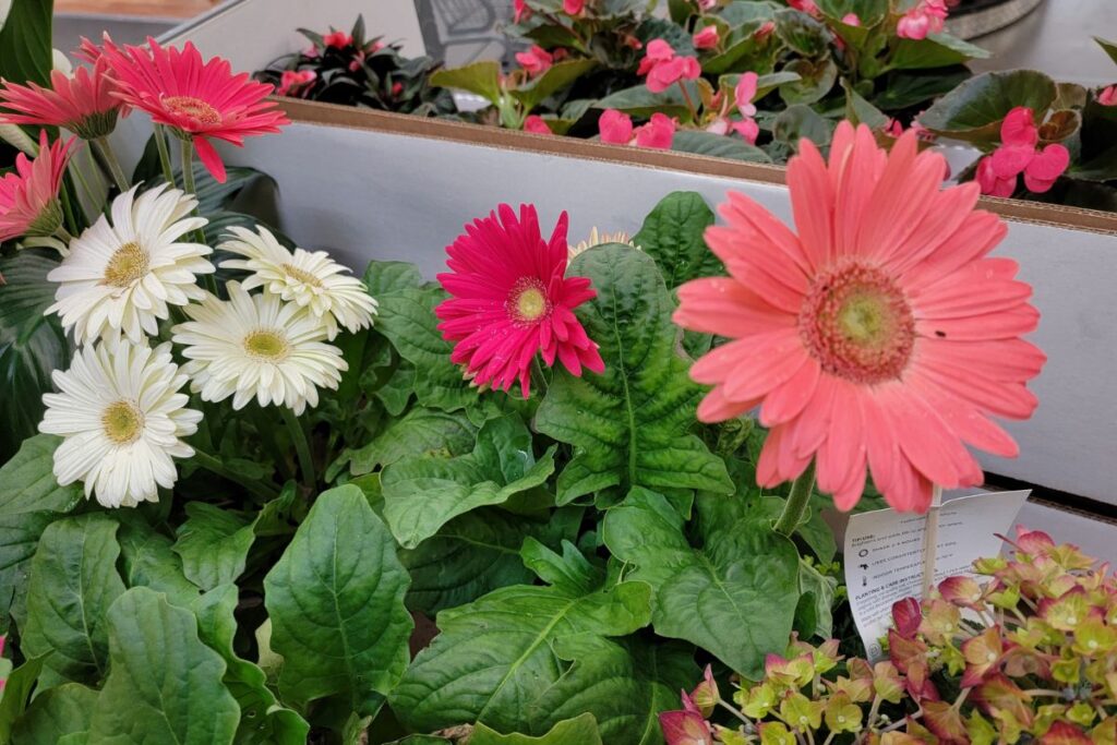 How to Keep Gerbera Daisies Blooming Perennial Masters