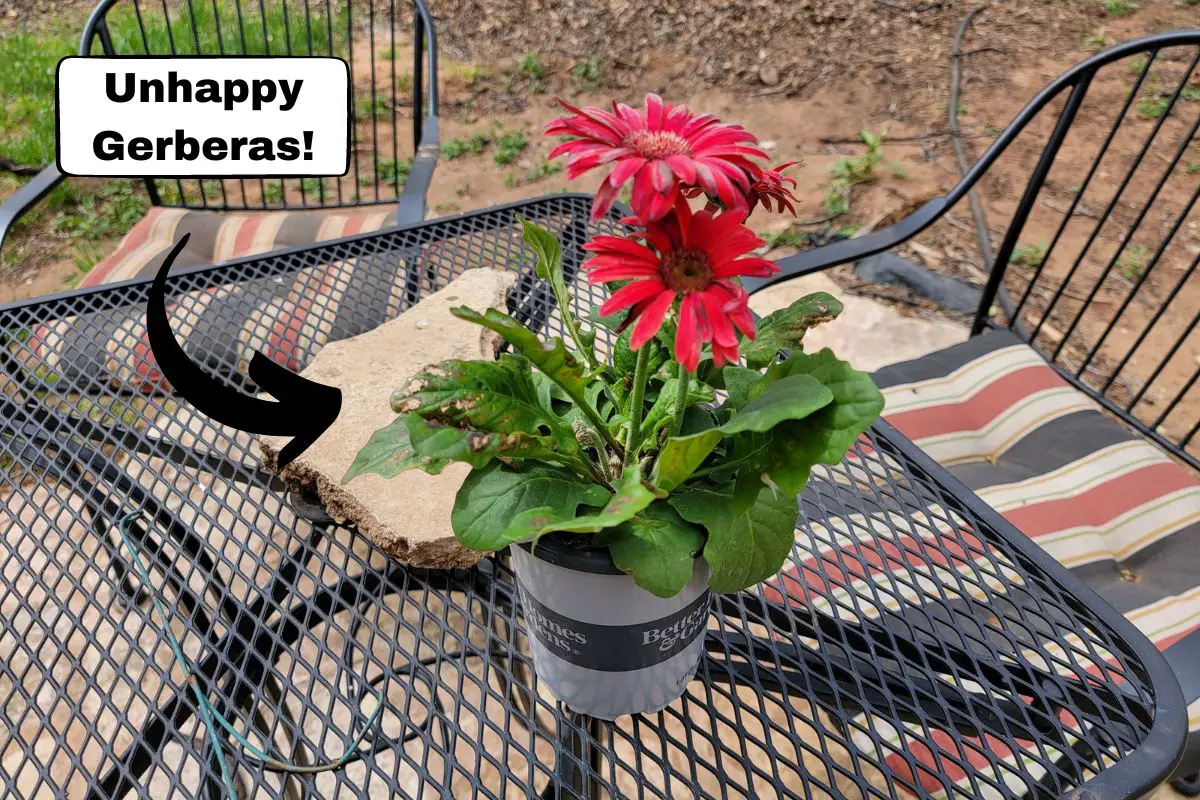 How to Keep Gerbera Daisies Blooming Perennial Masters