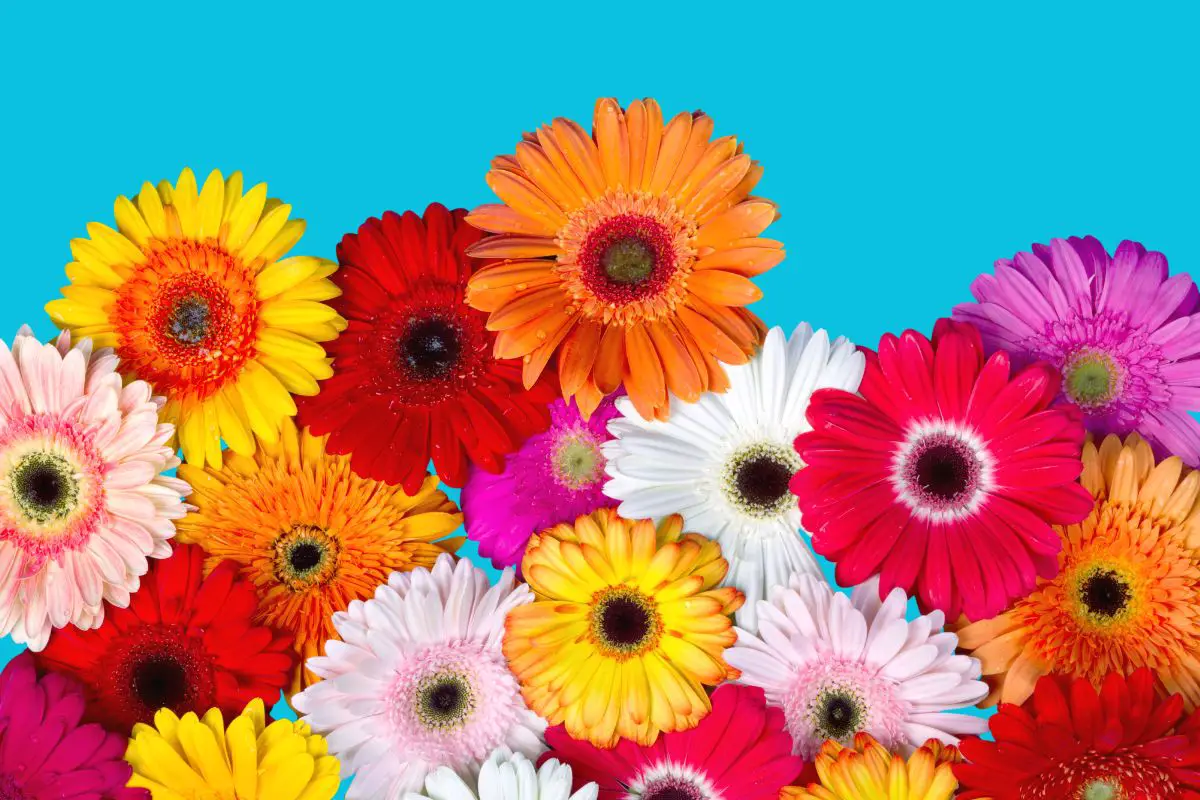 Gerbera Daisy Colors and Arrangements | Perennial Masters