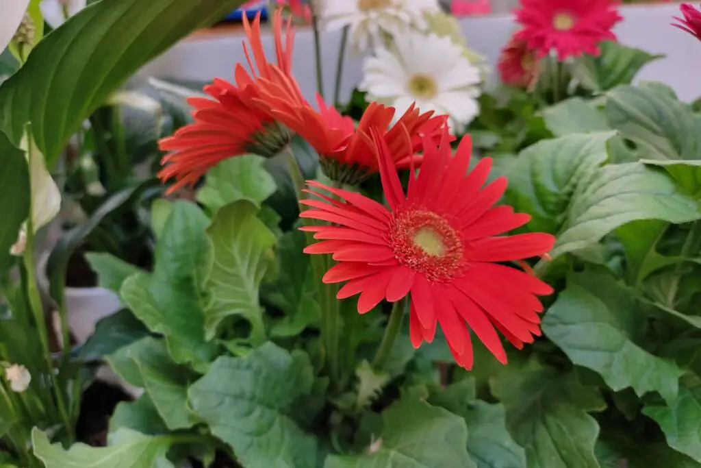 Gerbera Daisy Care How To Grow Gerbera Daisies Perennial Masters