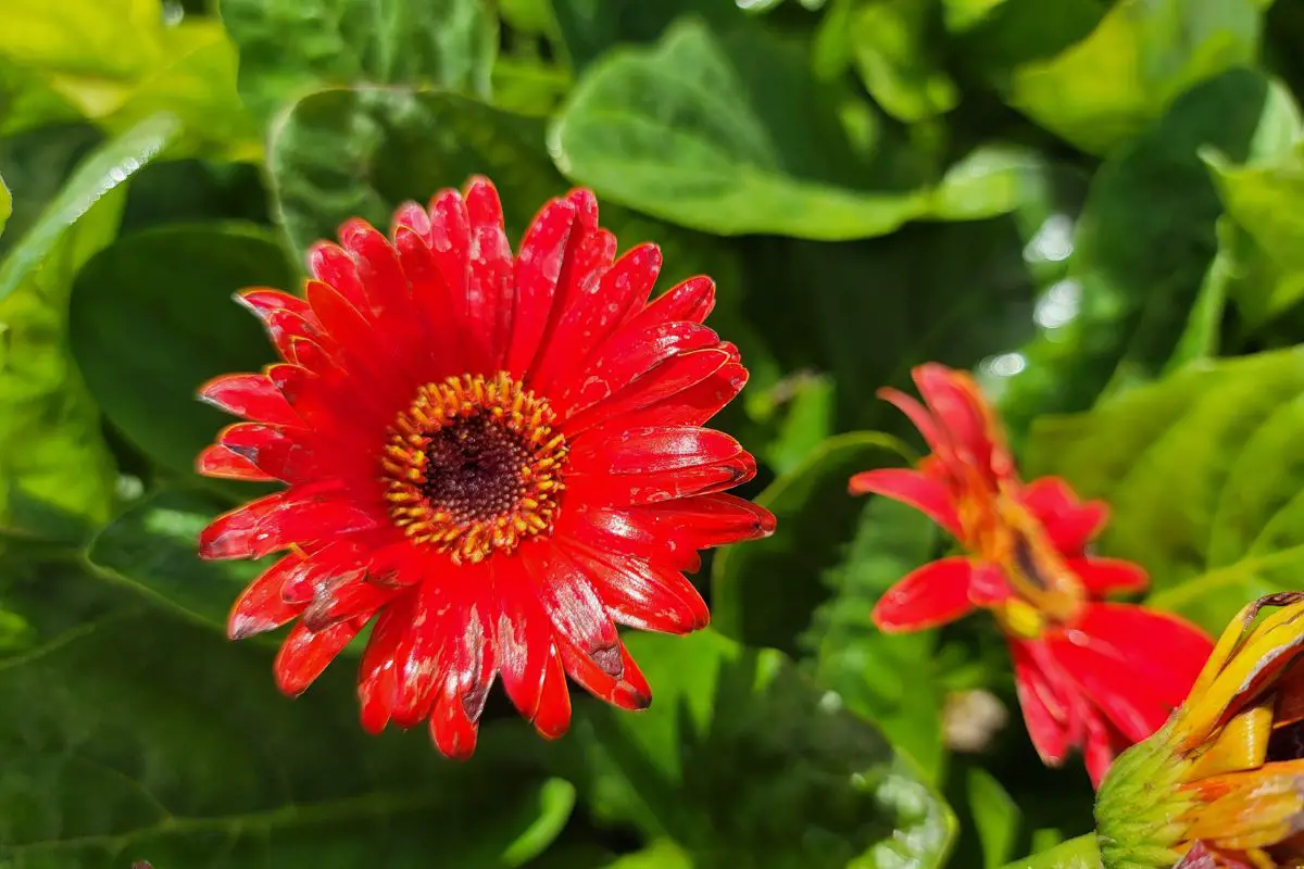 Gerbera Daisy Care How To Grow Gerbera Daisies Perennial Masters