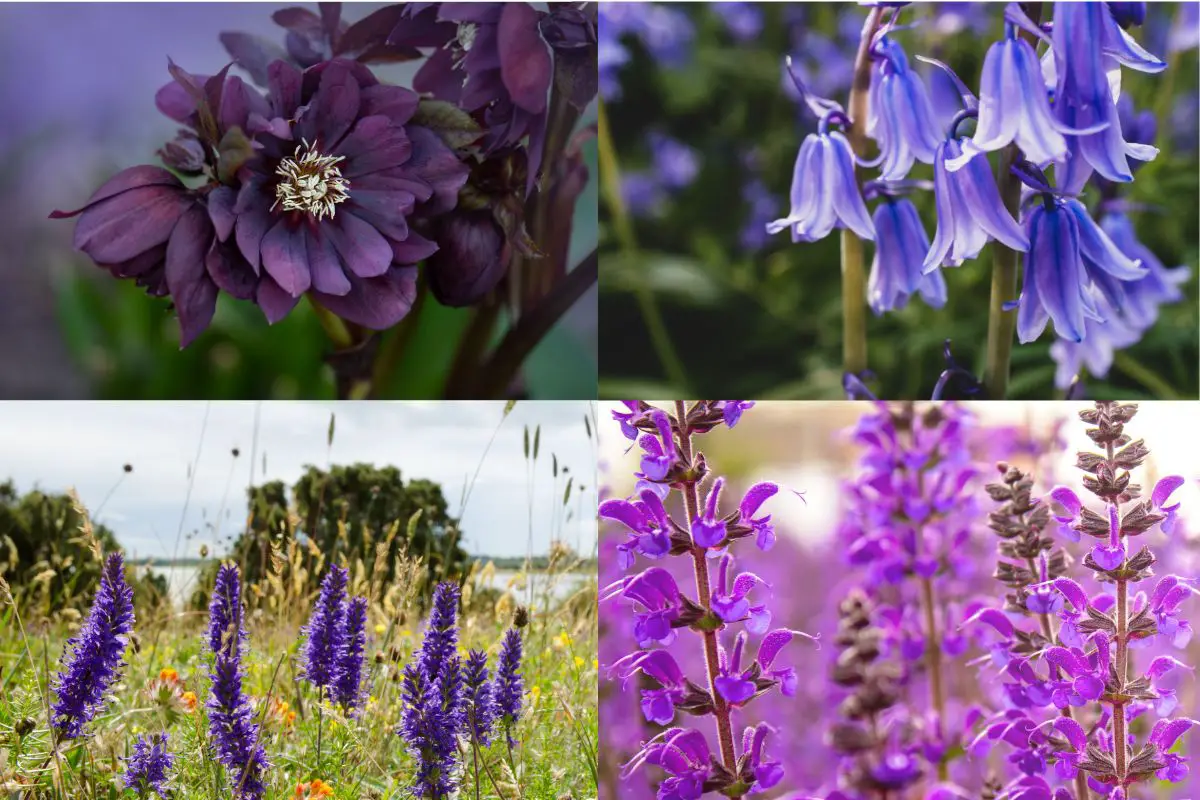 a mix of purple perennials